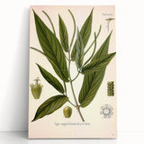 Botanical Art Prints - Vintage Piper Angustifolium Illustration
