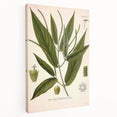 Botanical Art Prints - Vintage Piper Angustifolium Illustration
