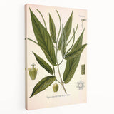 Botanical Art Prints - Vintage Piper Angustifolium Illustration