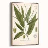 Botanical Art Prints - Vintage Piper Angustifolium Illustration