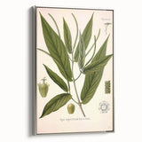 Botanical Art Prints - Vintage Piper Angustifolium Illustration