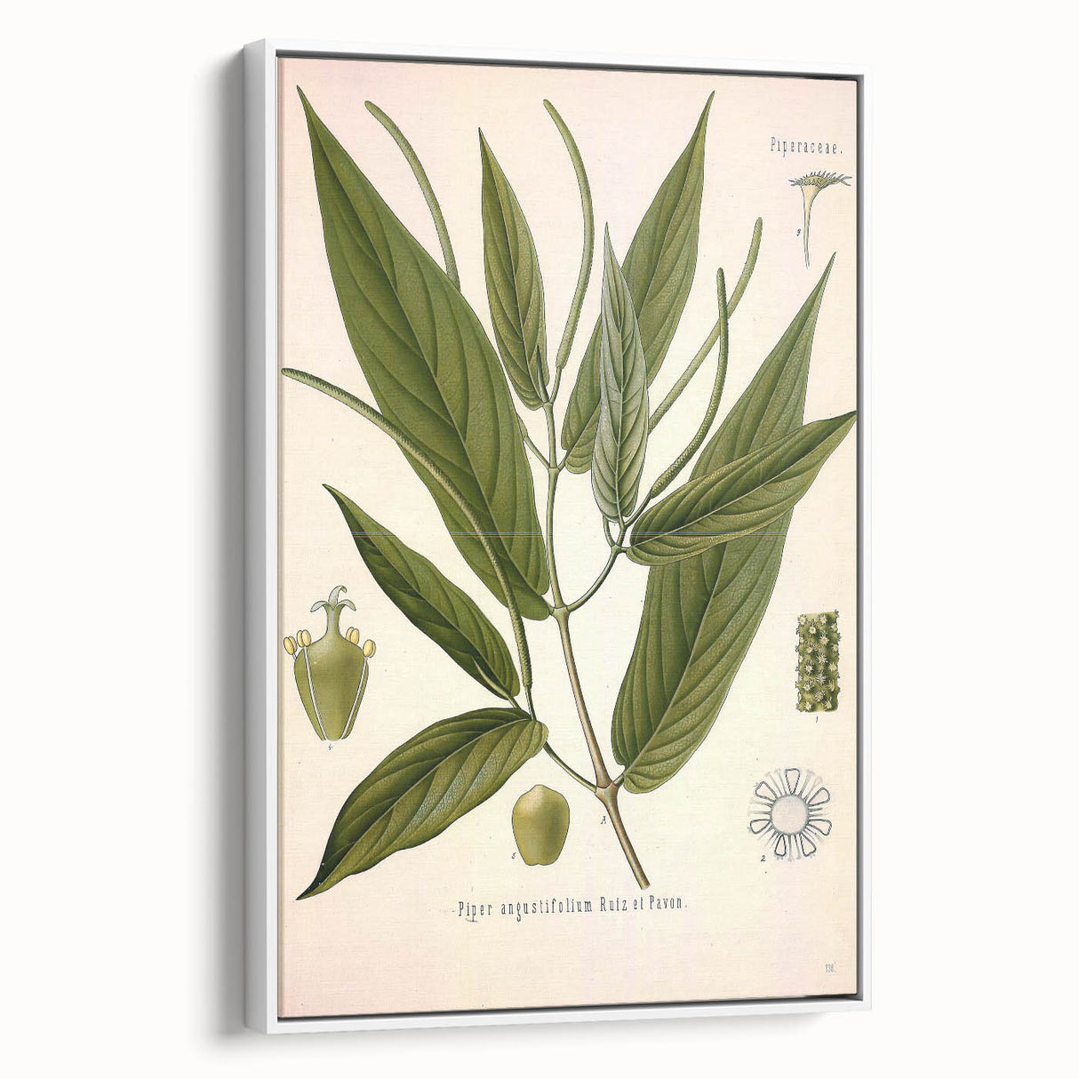 Botanical Art Prints - Vintage Piper Angustifolium Illustration