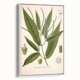 Botanical Art Prints - Vintage Piper Angustifolium Illustration