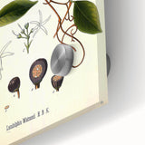 Vintage Botanical Illustration of Landolphia Vine Art Print