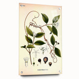 Vintage Botanical Illustration of Landolphia Vine Art Print