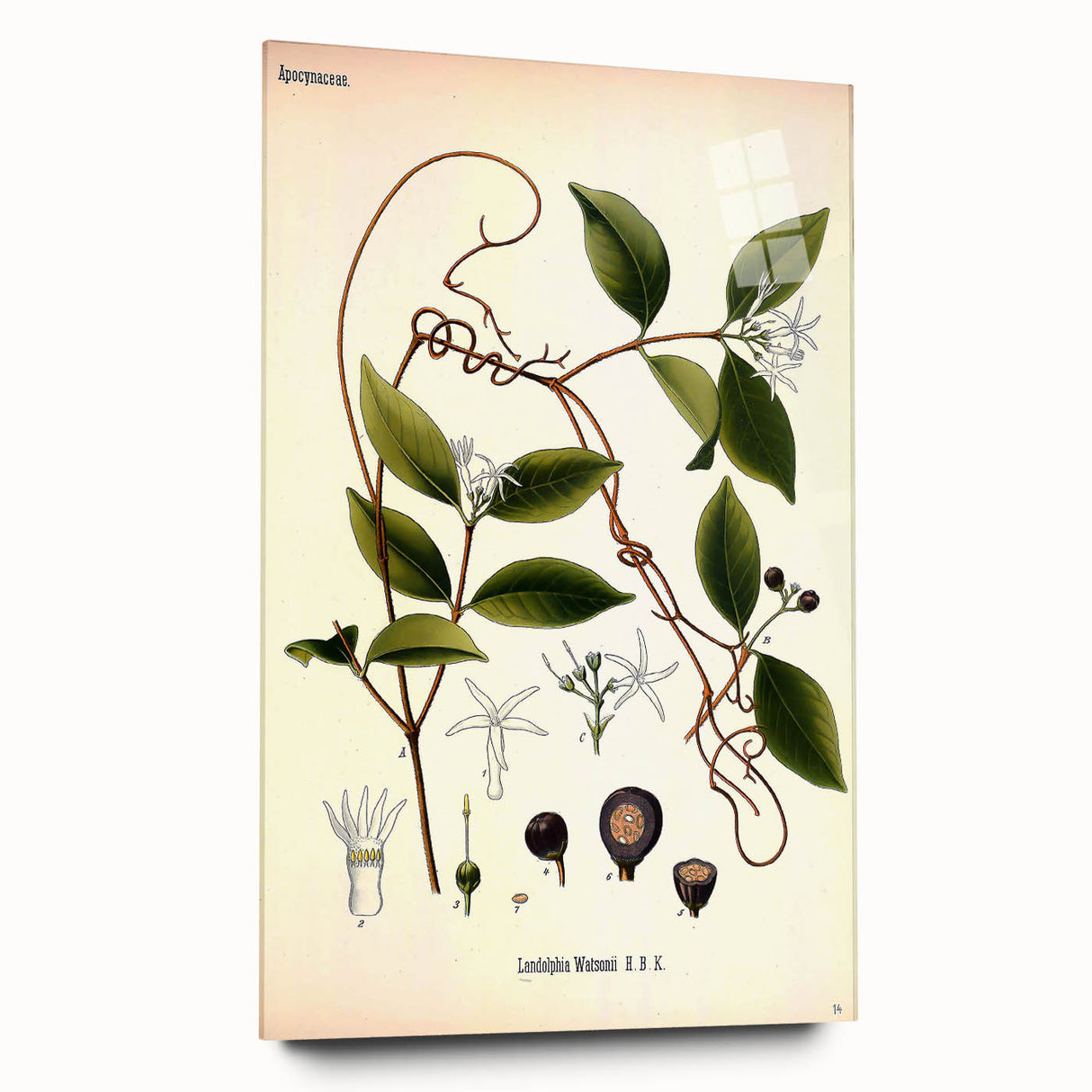 Vintage Botanical Illustration of Landolphia Vine Art Print