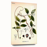 Vintage Botanical Illustration of Landolphia Vine Art Print