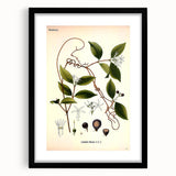Vintage Botanical Illustration of Landolphia Vine Art Print
