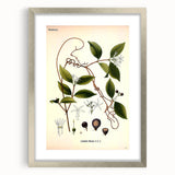 Vintage Botanical Illustration of Landolphia Vine Art Print