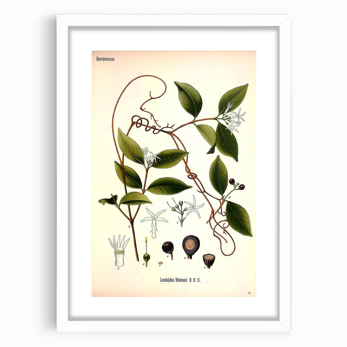 Vintage Botanical Illustration of Landolphia Vine Art Print