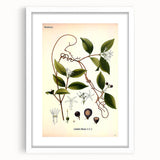 Vintage Botanical Illustration of Landolphia Vine Art Print