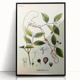 Vintage Botanical Illustration of Landolphia Vine Art Print