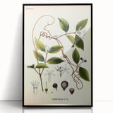 Vintage Botanical Illustration of Landolphia Vine Art Print