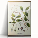 Vintage Botanical Illustration of Landolphia Vine Art Print