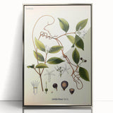 Vintage Botanical Illustration of Landolphia Vine Art Print