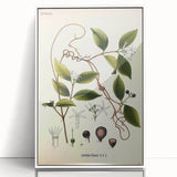 Vintage Botanical Illustration of Landolphia Vine Art Print
