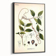 Vintage Botanical Illustration of Landolphia Vine Art Print