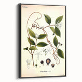 Vintage Botanical Illustration of Landolphia Vine Art Print