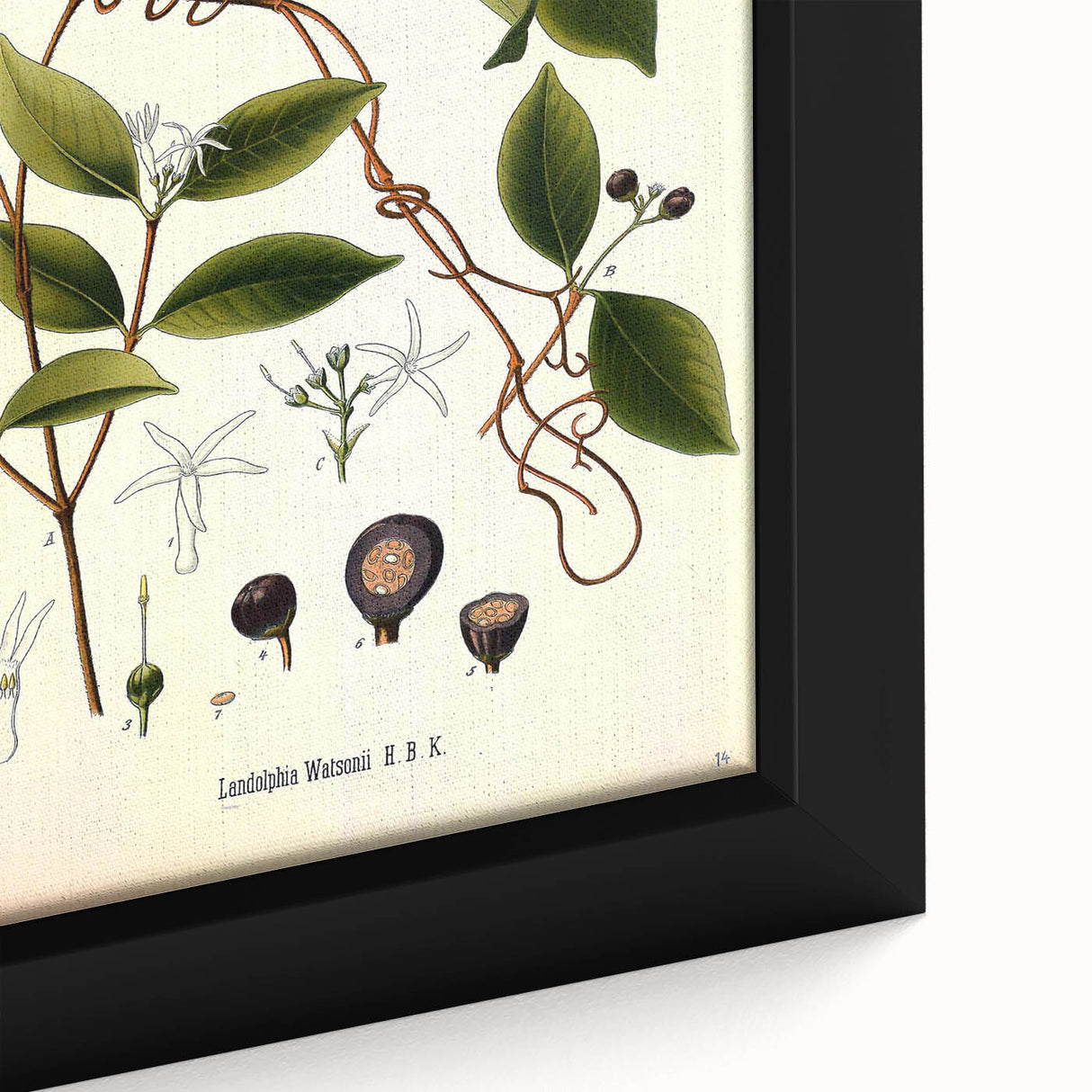 Vintage Botanical Illustration of Landolphia Vine Art Print