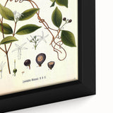 Vintage Botanical Illustration of Landolphia Vine Art Print