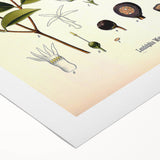 Vintage Botanical Illustration of Landolphia Vine Art Print