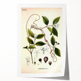 Vintage Botanical Illustration of Landolphia Vine Art Print
