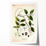 Vintage Botanical Illustration of Landolphia Vine Art Print