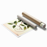Vintage Botanical Illustration of Landolphia Vine Art Print