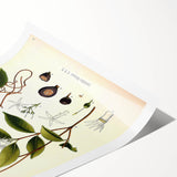 Vintage Botanical Illustration of Landolphia Vine Art Print