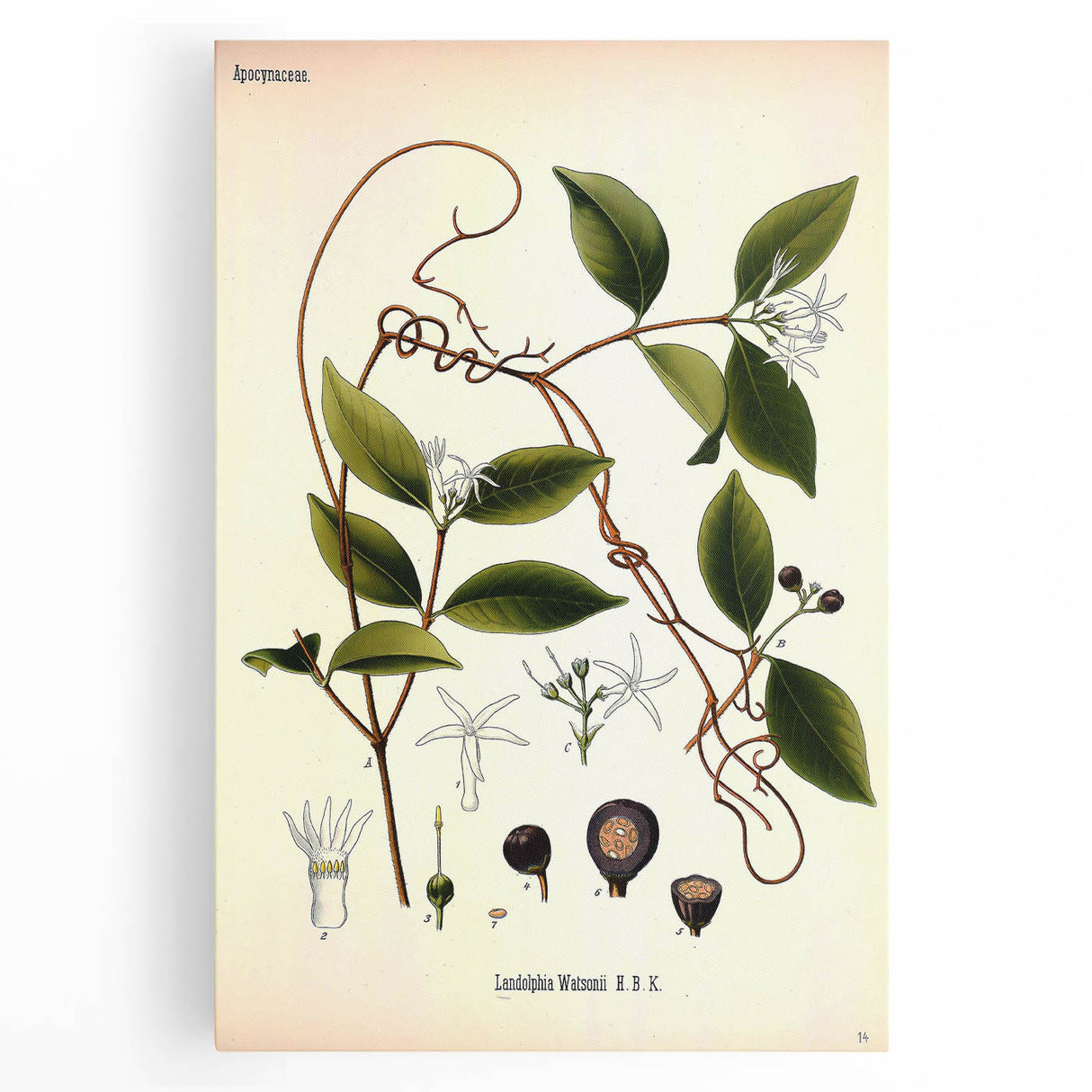 Vintage Botanical Illustration of Landolphia Vine Art Print