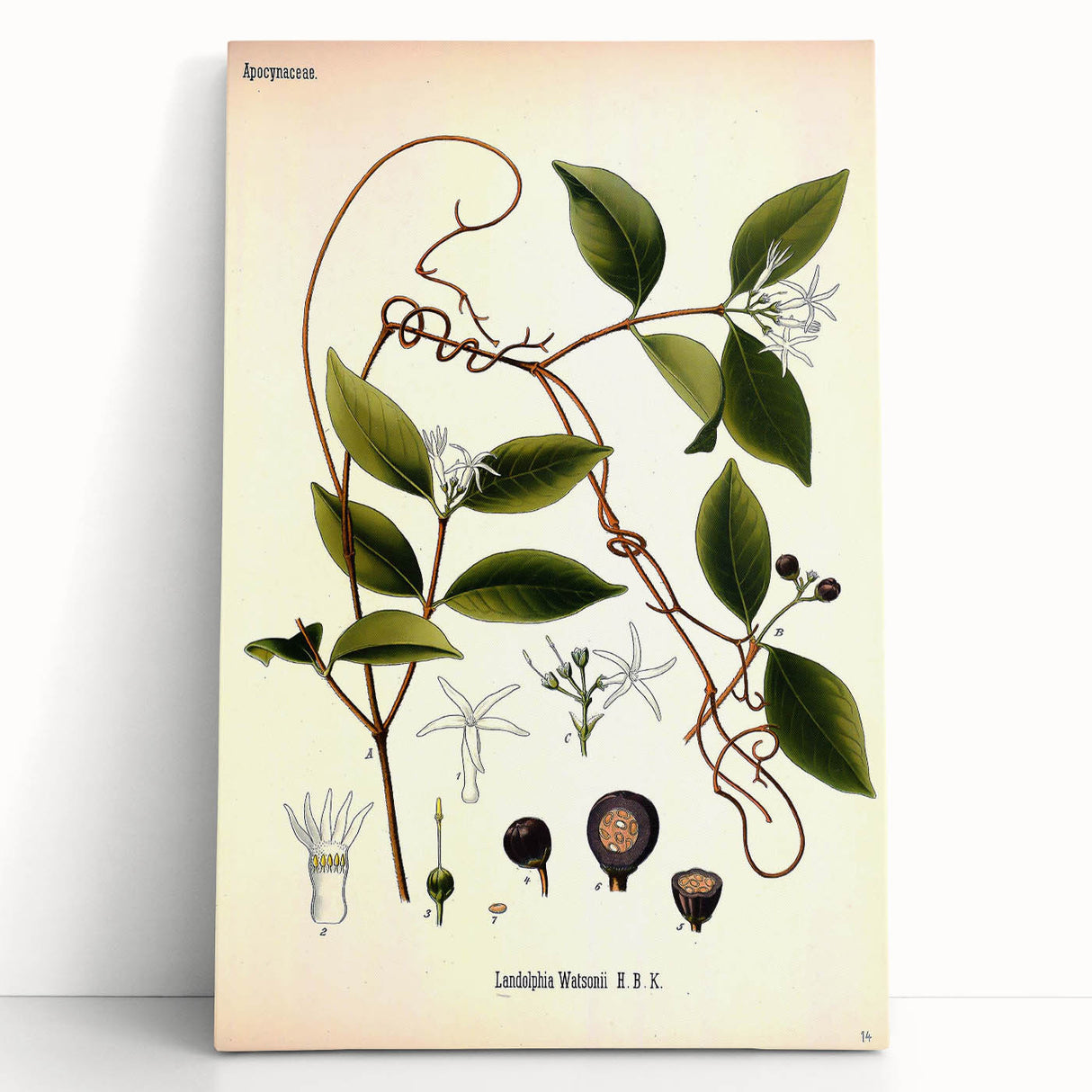 Vintage Botanical Illustration of Landolphia Vine Art Print