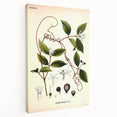 Vintage Botanical Illustration of Landolphia Vine Art Print