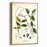 Vintage Botanical Illustration of Landolphia Vine Art Print