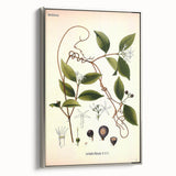 Vintage Botanical Illustration of Landolphia Vine Art Print