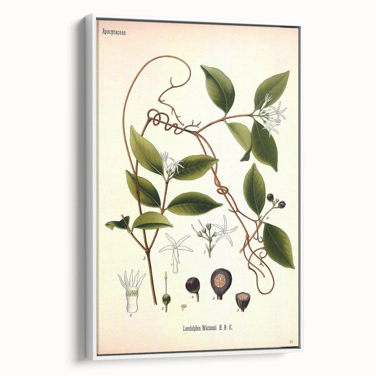 Vintage Botanical Illustration of Landolphia Vine Art Print