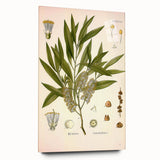 Vintage Botanical Illustration of Melaleuca Art Print