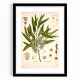 Vintage Botanical Illustration of Melaleuca Art Print