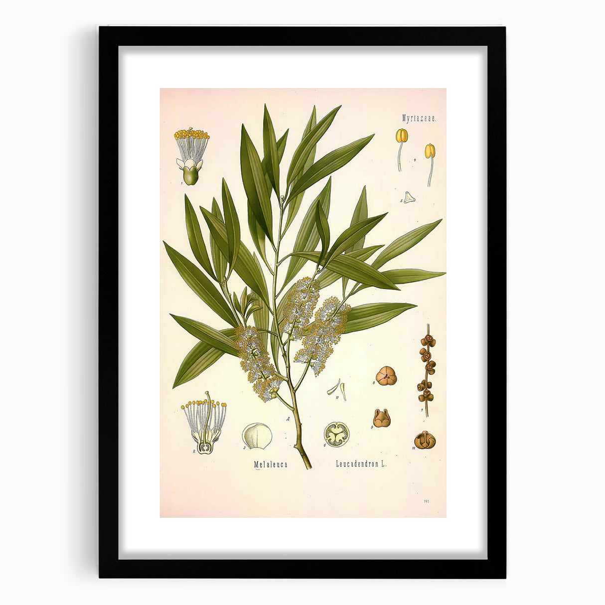 Vintage Botanical Illustration of Melaleuca Art Print