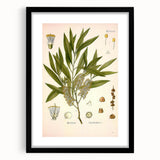 Vintage Botanical Illustration of Melaleuca Art Print