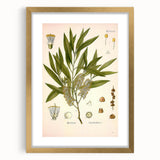 Vintage Botanical Illustration of Melaleuca Art Print