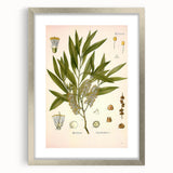 Vintage Botanical Illustration of Melaleuca Art Print