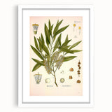 Vintage Botanical Illustration of Melaleuca Art Print