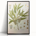 Vintage Botanical Illustration of Melaleuca Art Print