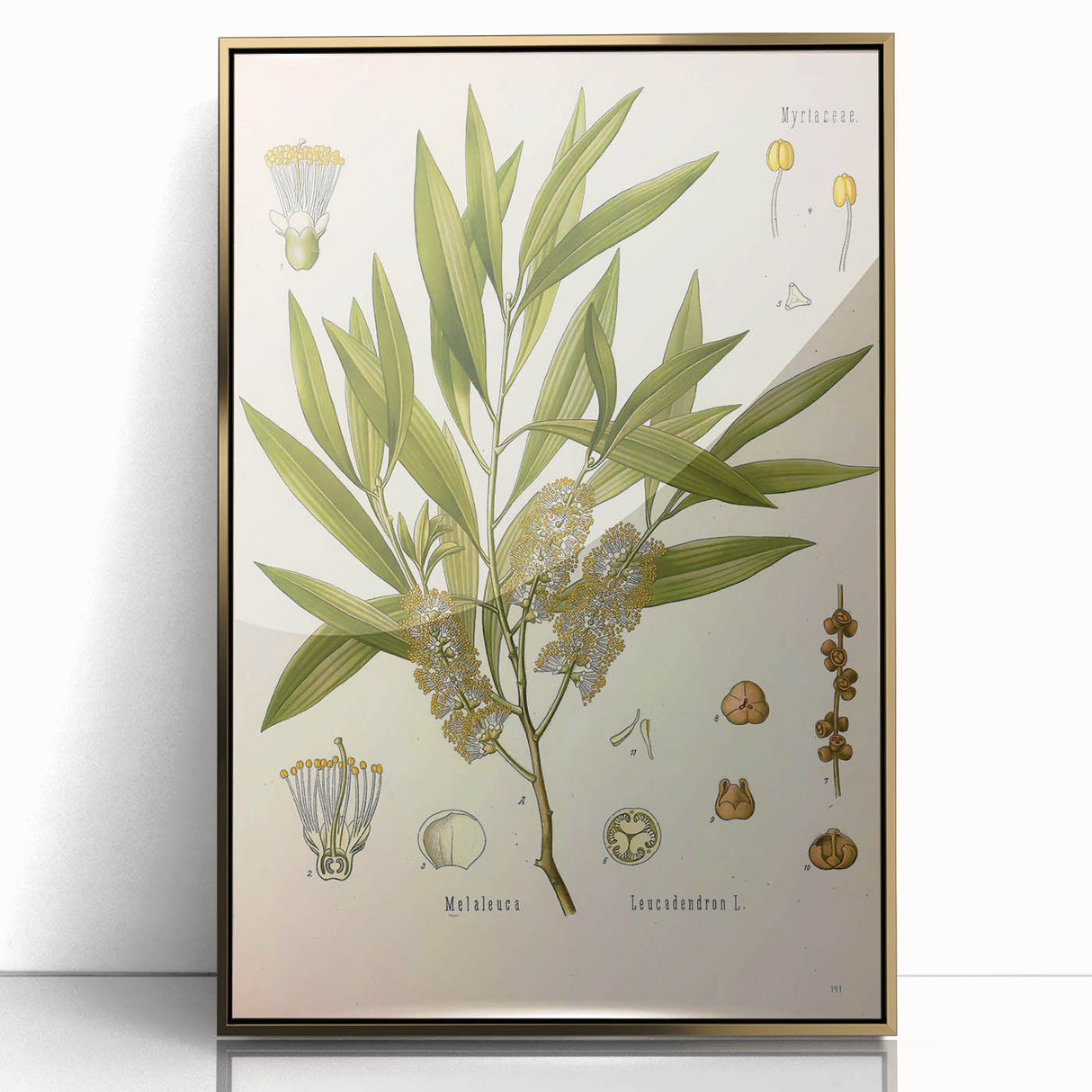 Vintage Botanical Illustration of Melaleuca Art Print