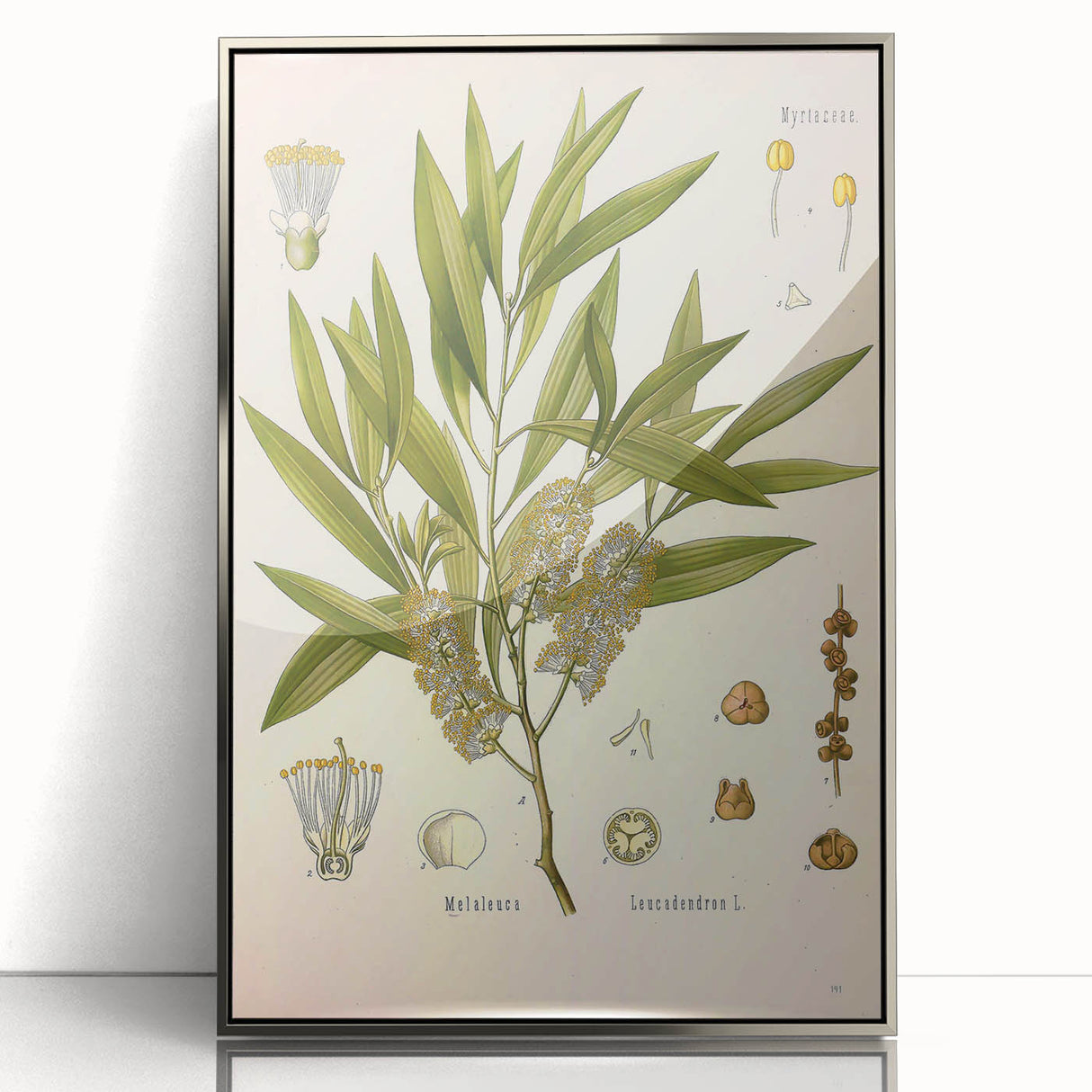 Vintage Botanical Illustration of Melaleuca Art Print