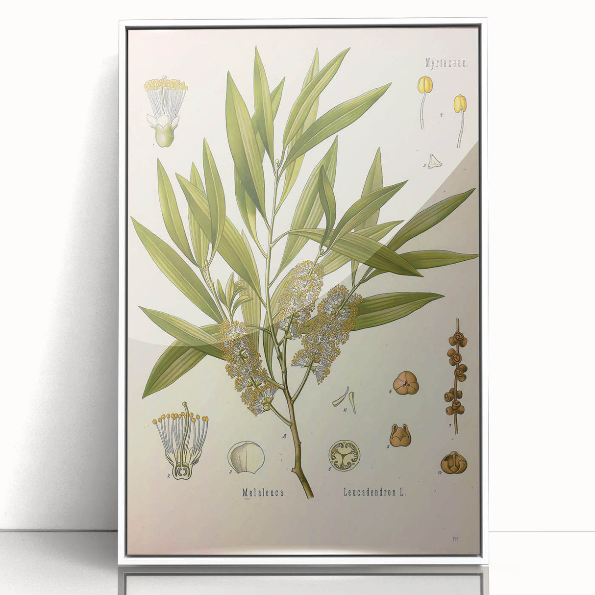 Vintage Botanical Illustration of Melaleuca Art Print
