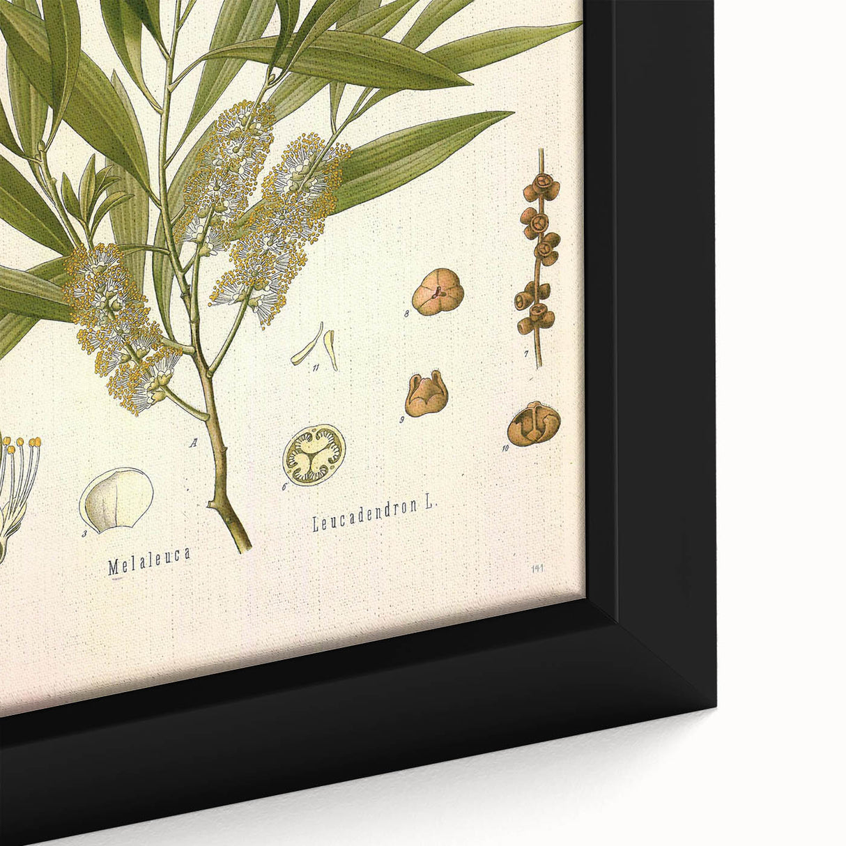 Vintage Botanical Illustration of Melaleuca Art Print