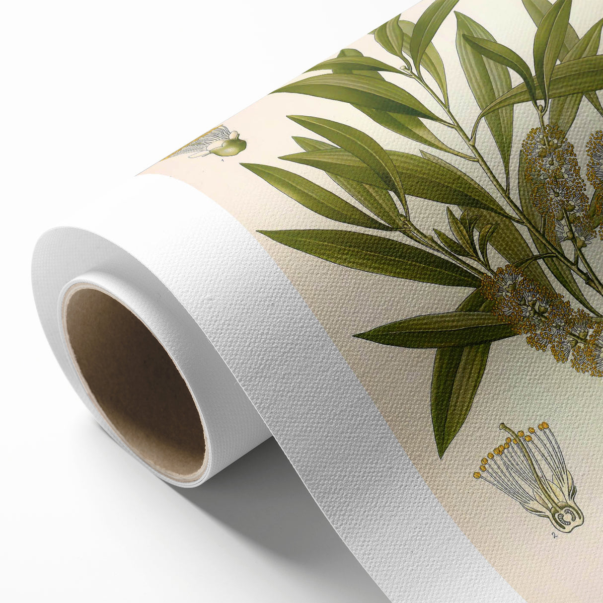 Vintage Botanical Illustration of Melaleuca Art Print