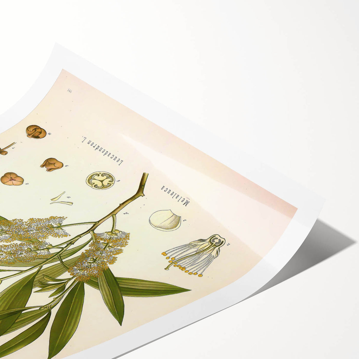 Vintage Botanical Illustration of Melaleuca Art Print