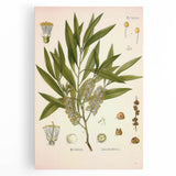 Vintage Botanical Illustration of Melaleuca Art Print